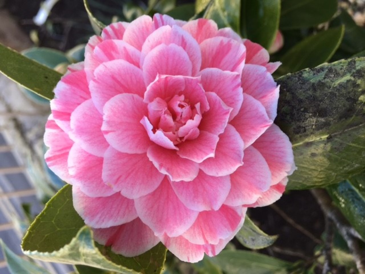 C. japonica 'Herme'